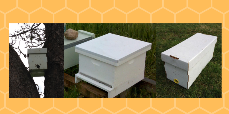 beehives for catching swarms